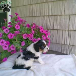 Donald, Cavalier King Charles Spaniel Puppy